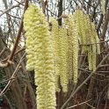 Corylus avellana chaton male
